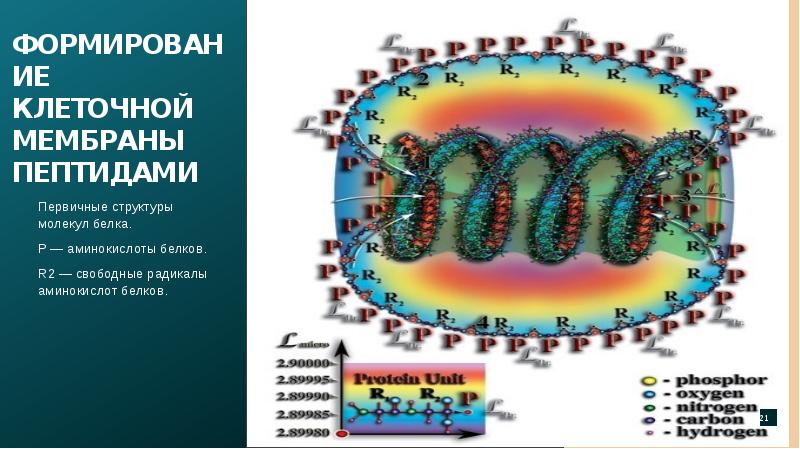 формула белка пептидная связь. первичная структура пептидов. первичная структура цепочка аминокислот. трипептид общая формула. первичный полипептид.