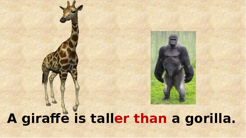 Giraffes are tall than elephants