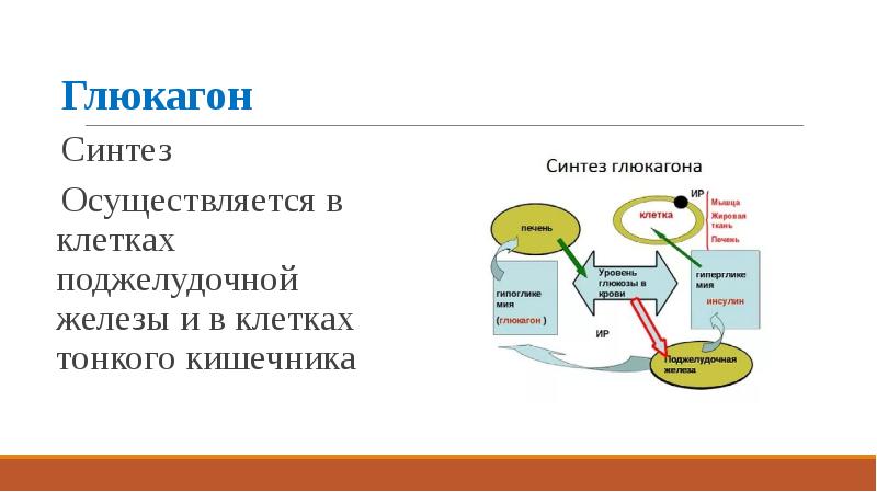 На схеме демонстрируется гуморальное влияние поджелудочной железы на функционирование печени