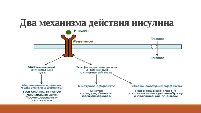 Где вырабатывается инсулин в организме человека