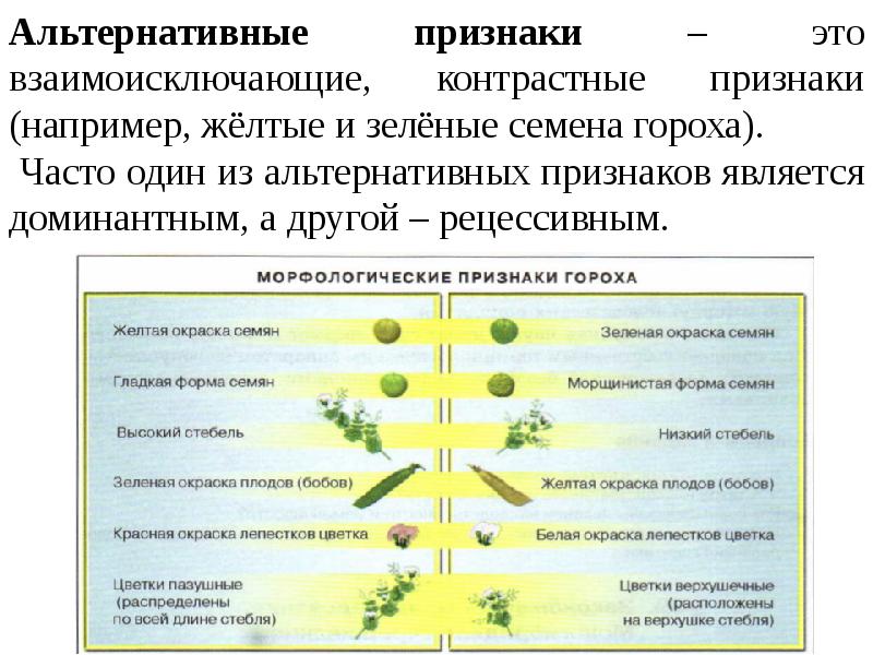 Генетические закономерности открытые г менделем презентация 11 класс