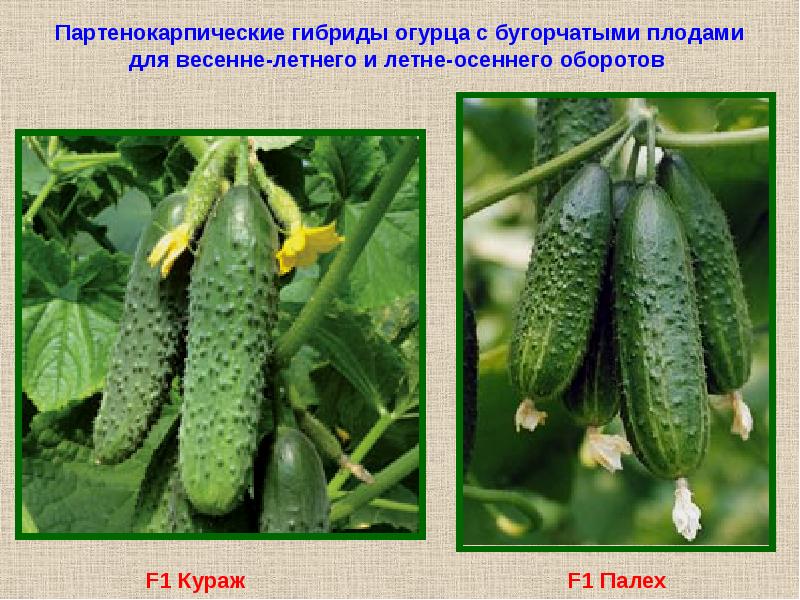 Виды огурцов презентация