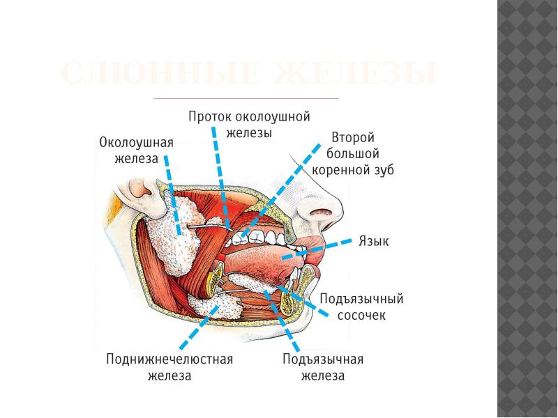 Анатомия и физиология органов речи