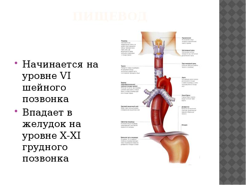 Функция пищевода в пищеварительной системе