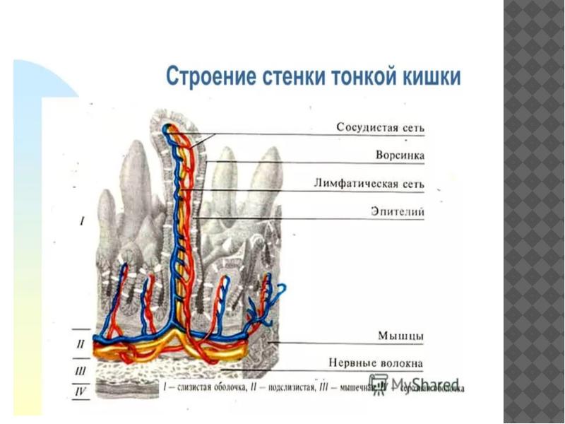 Болезни органов пищеварения презентация