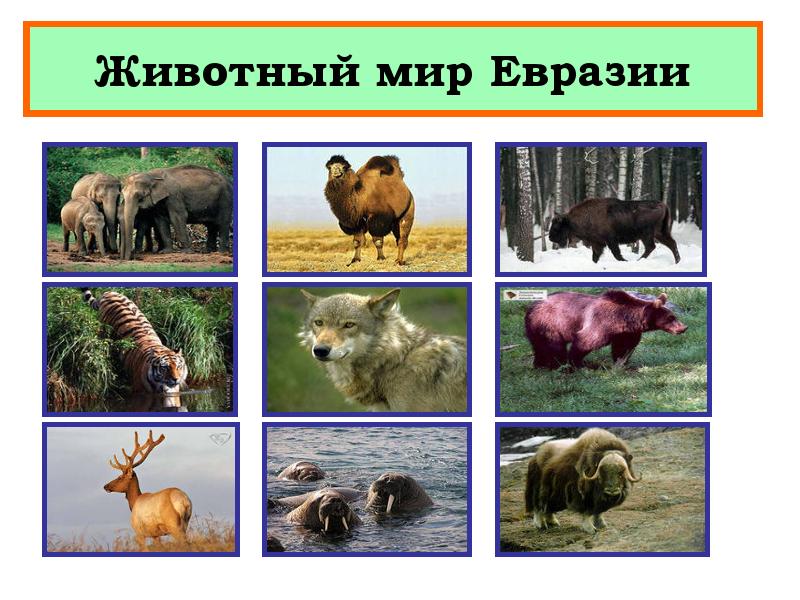 Северная евразия животный мир. Животный мир Евразии. Растительный и животный мир Евразии. Животные материка Евразия. Животное которое обитающие в Евразии.