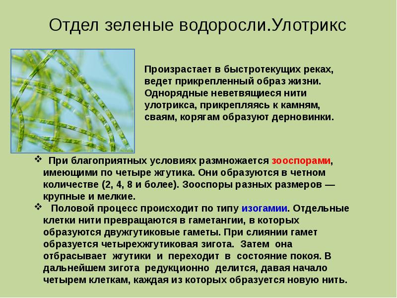Улотрикс является водорослью