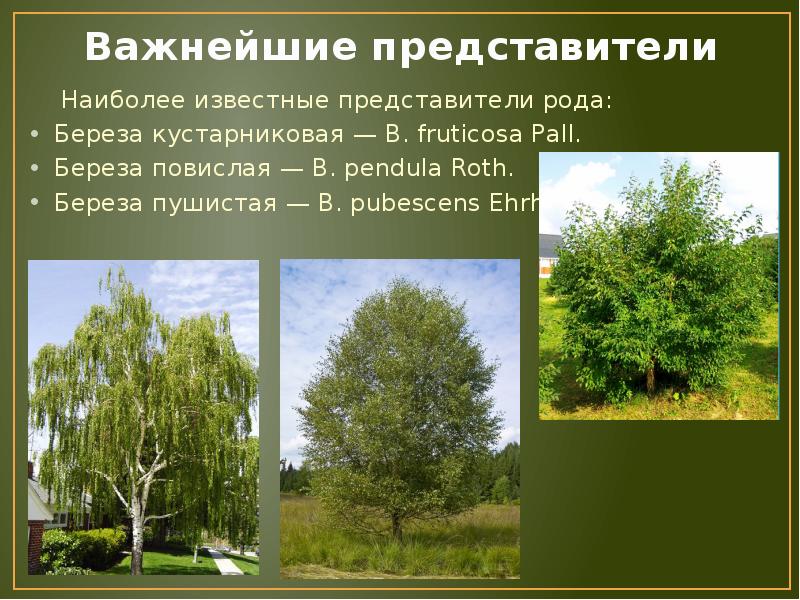 Береза какой вид дерева. Береза кустарниковая Betula fruticosa. Береза пушистая пирамидальная. Семейство березовые береза повислая. Береза повислая и береза пушистая.