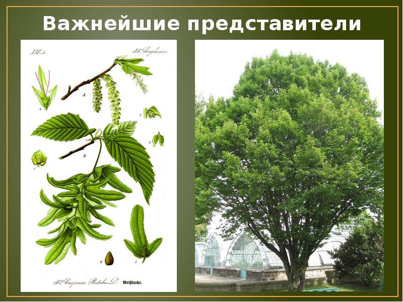 Лиственное дерево семейства березовых. Betulaceae семейство. Деревья семейства березовых. Березовые представители. Семейство березовые представители.