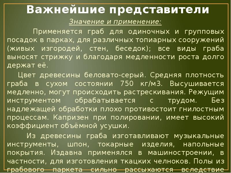 Семейство березовые презентация