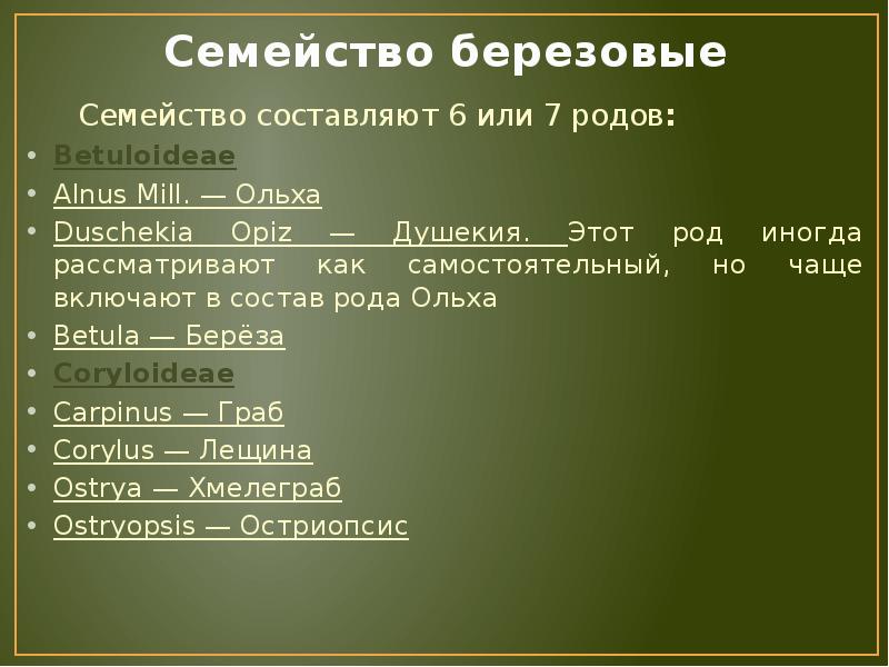 Семейство березовые презентация