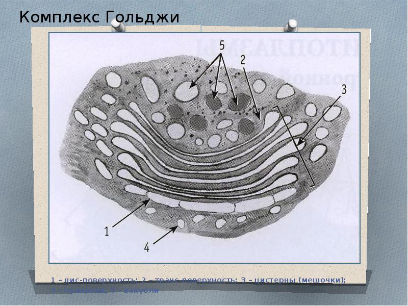 Рисунок гольджи клетки. Комплекс Гольджи пластинчатый аппарат. Биология 10 комплекс Гольджи. Пластинчатый комплекс Гольджи гистология. Сетчатый аппарат Гольджи.