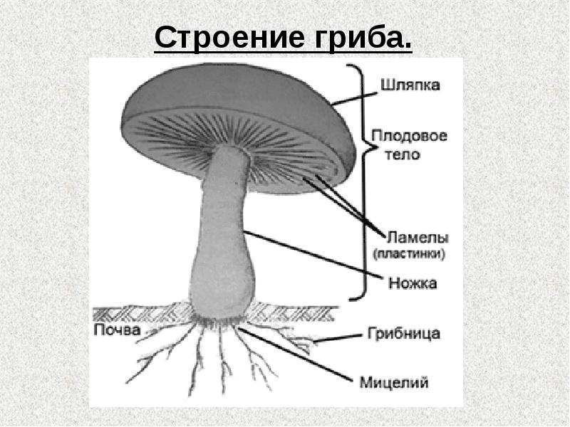 Схема строения шляпочного гриба