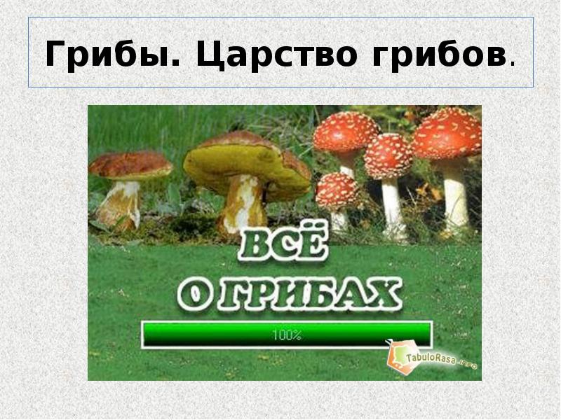 Царства природы грибы. Грибы царство живой природы презентация. Царство грибов сериал. Зеленые страницы царство грибов. Окружающий мир зелёная страница тема в царстве грибов.