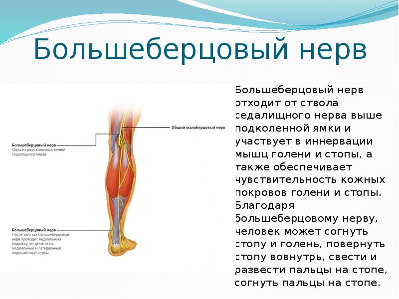 Иннервирует заднюю группу мышц бедра нерв