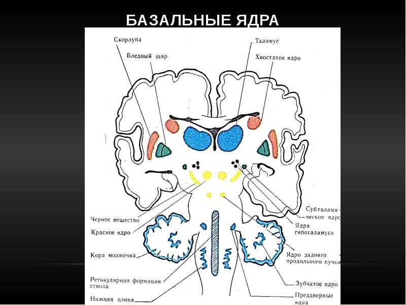 Экстрапирамидная система схема