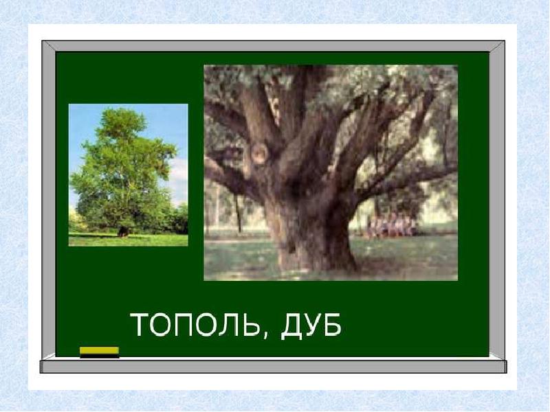 Дуб тополь. Дуб и Тополь. Береза Тополь дуб. Дуб или Тополь. Дубовый тополя.