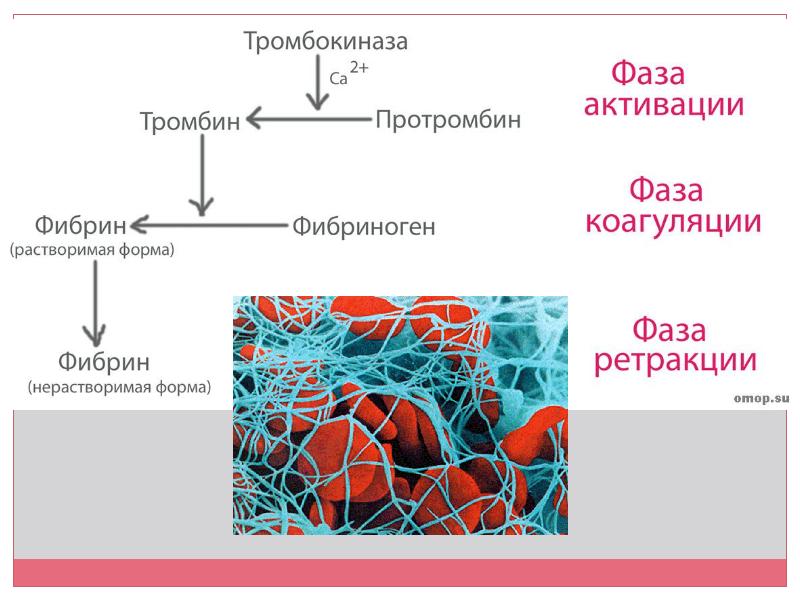 Вся анатомия для егэ по биологии. Анатомия ЕГЭ по биологии. Вся анатомия для ЕГЭ. Ткани анатомия ЕГЭ. Опорные конспекты по анатомии для подготовки к ЕГЭ.