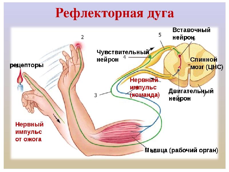 Презентация анатомия егэ по биологии