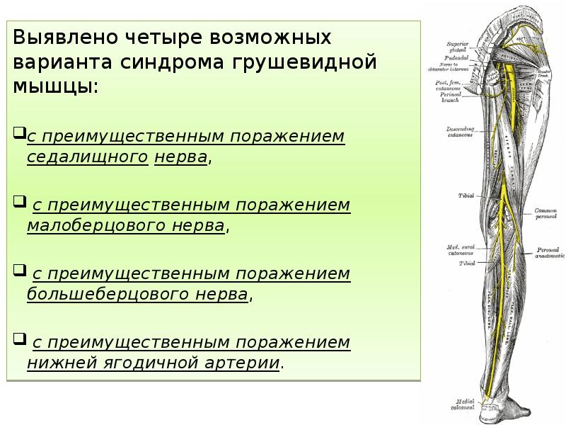 Невропатия наружного нерва бедра. Малоберцовый нерв иннервация кожи. Малоберцовый нерв анатомия схема. Малоберцовые мышцы иннервация. Туннельный синдром большеберцового нерва.