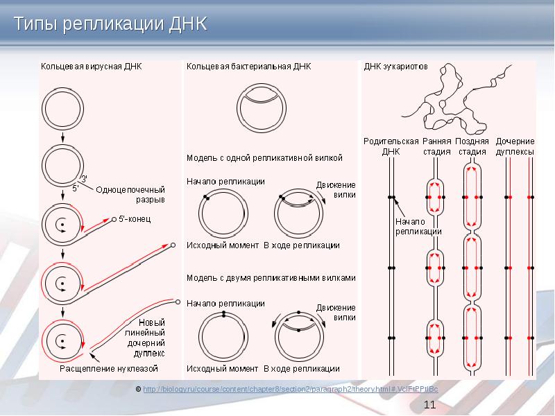 Репликация у прокариот