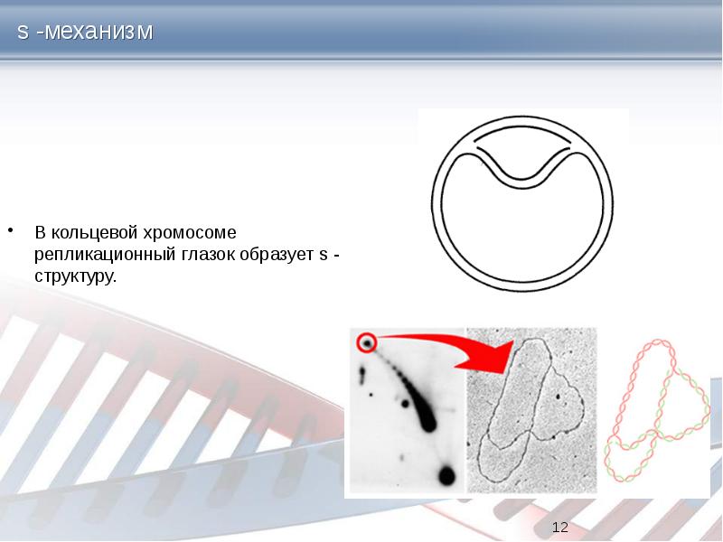 Содержит кольцевую хромосому. Репликационный глазок. кольцевая хромосома. кто содержит кольцевую хромосому.