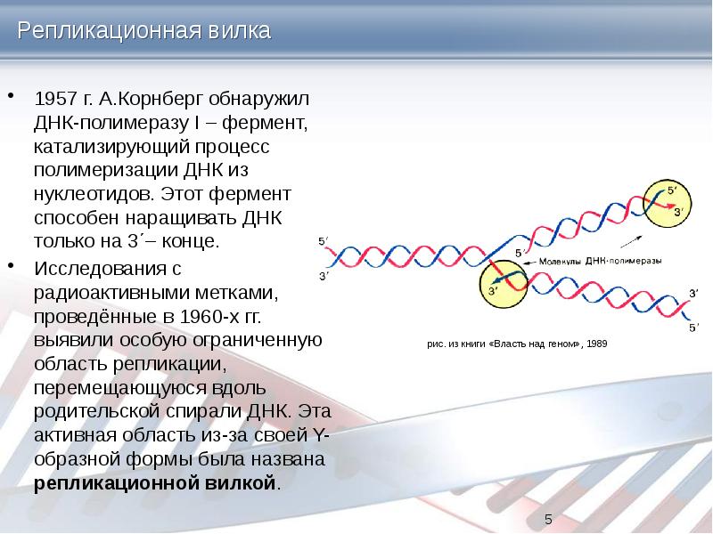 Репликативная вилка схема