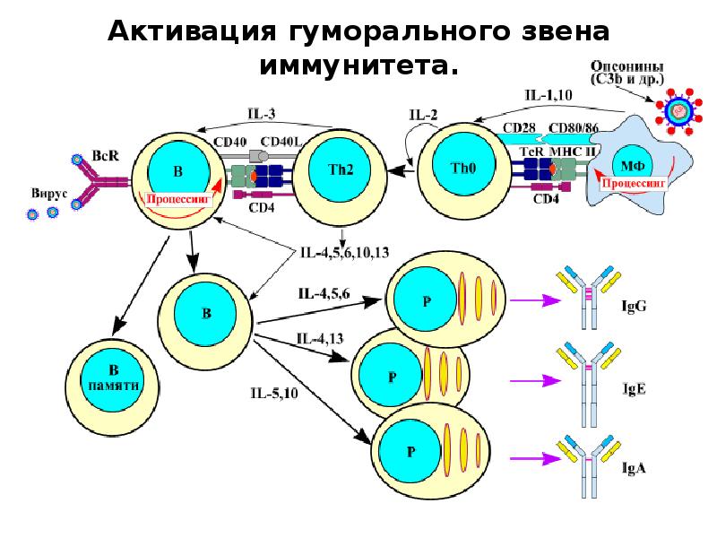 Схема гуморального иммунного ответа на т зависимые и т независимые антигены