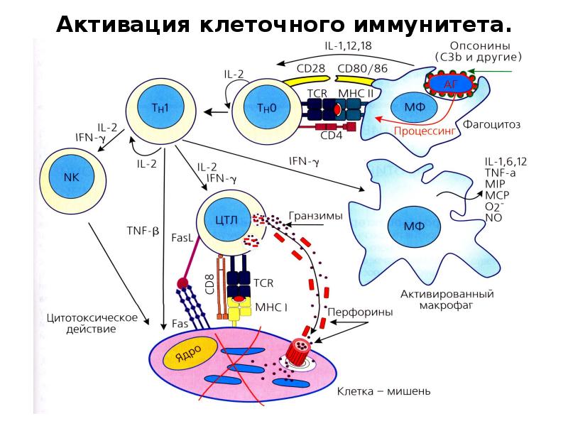 Клеточный иммунитет