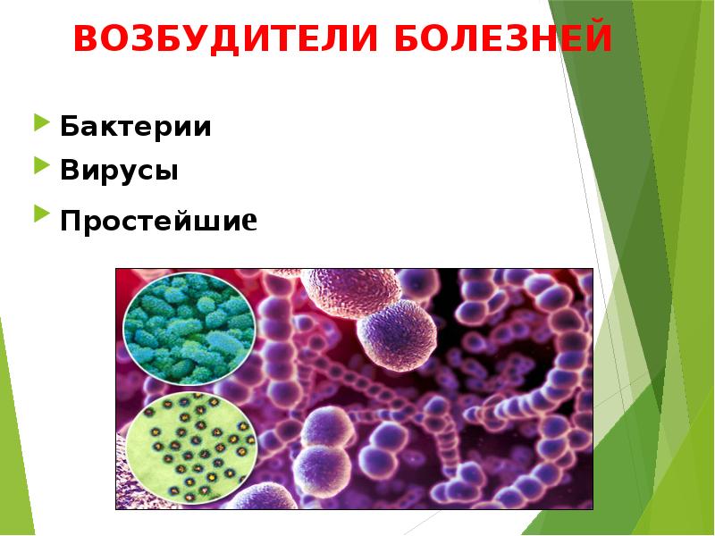 возбудители заболеваний животных. возбудители вирусных заболеваний. возбудители заболеваний животных. насекомые переносчики инфекционных болезней. заболевания вызываемые простейшими.