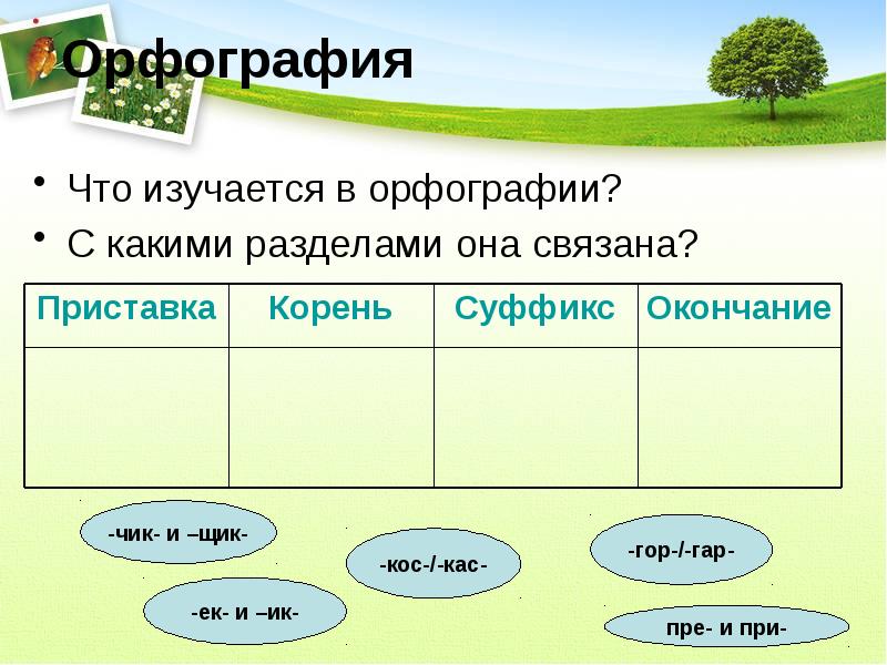 Разделы науки о языке 6 класс презентация