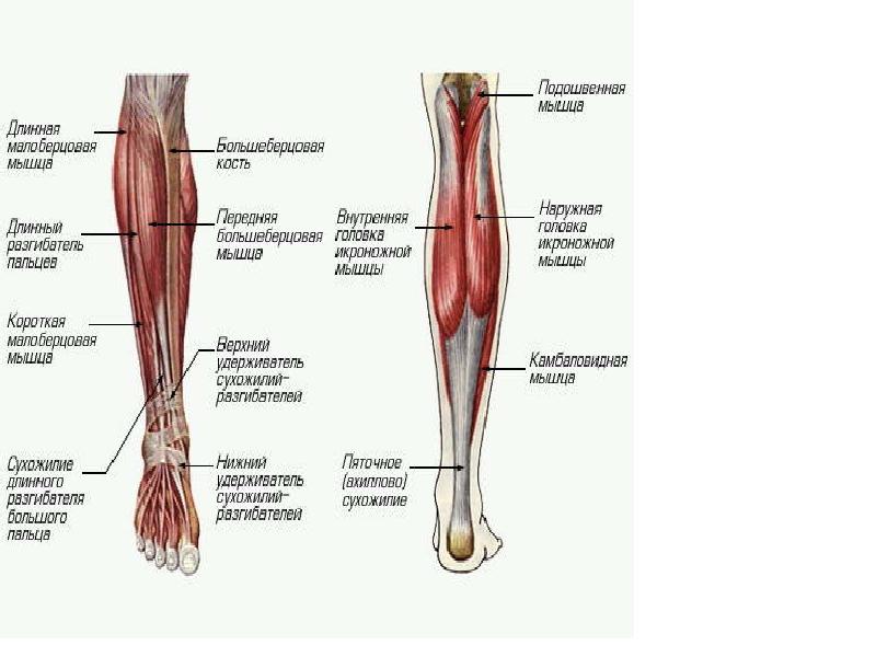 Строение голени ноги человека фото с описанием
