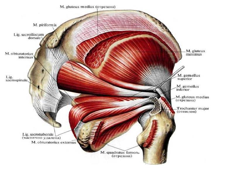 Мышцы таза анатомия в картинках