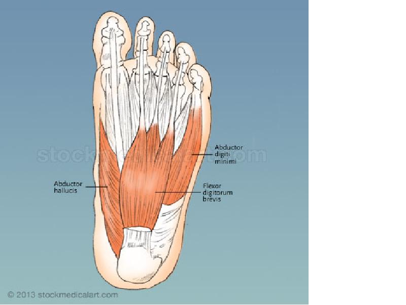 Мышцы стопы. Мышцы ступни человека анатомия. Мышцы стопы подошвенная сторона. Abductor Hallucis мышца. Мышцы стопы анатомия подошвенная.