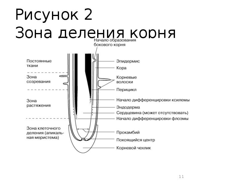 Рисунок 2 Зона деления корня
