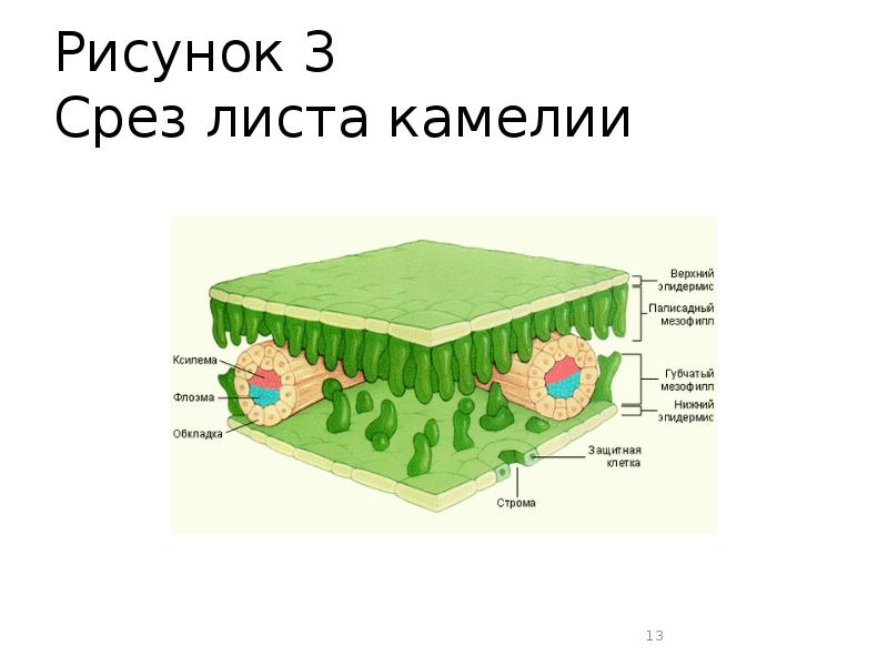 Рисунок 3 Срез листа камелии