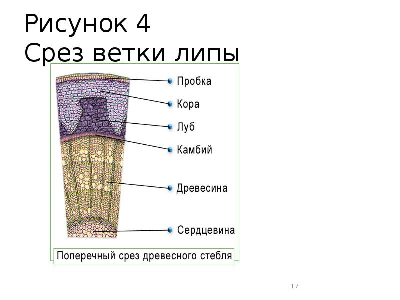 Рисунок 4 Срез ветки липы
