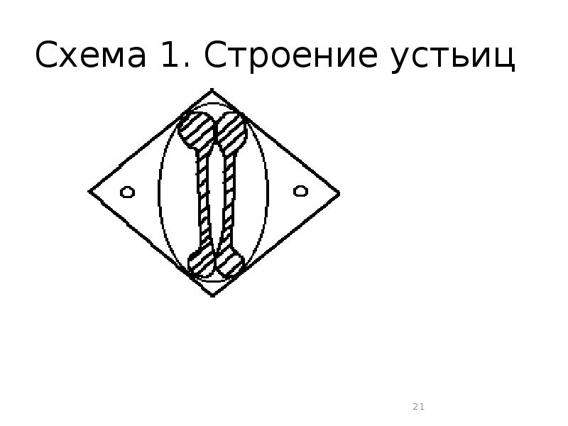 Схема 1. Строение устьиц