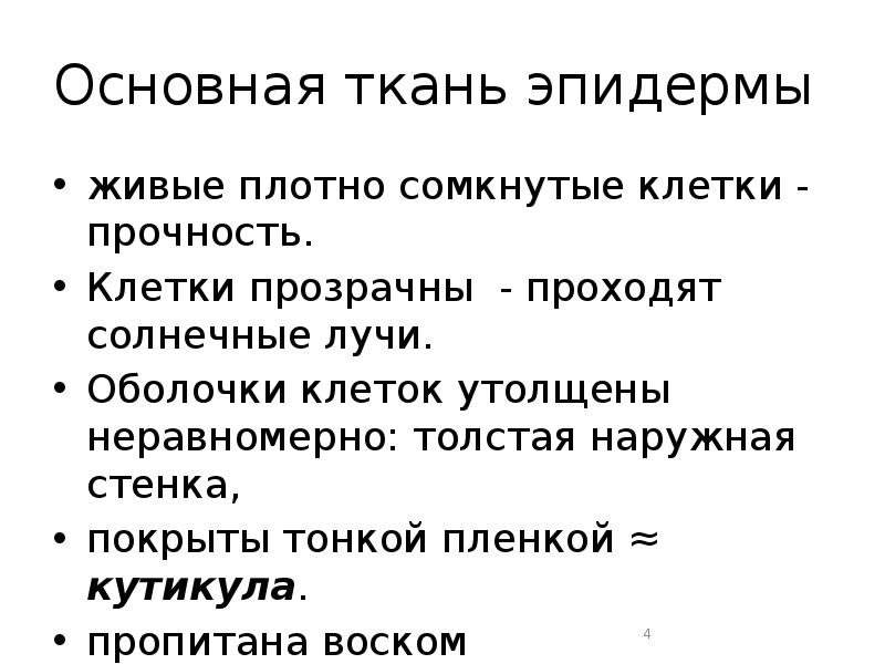 Основная ткань эпидермы  живые плотно сомкнутые клетки - прочность. 