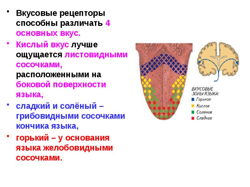 Рецепторы языка схема