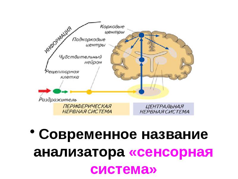 Презентация сенсорная система человека