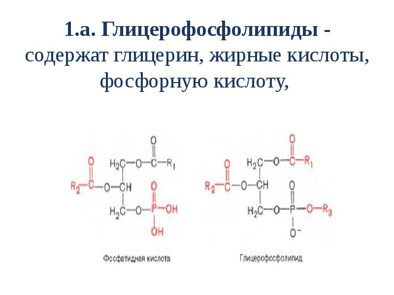 Кислота и глицерин. Глицерофосфолипиды гидролиз. Глицерин и жирные кислоты. Глицерофосфолипиды гидрофобные. Глицерин с ортофосфорной кислотой.