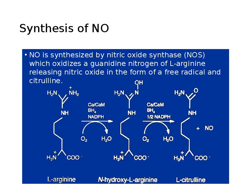 Synthesis of NO NO is synthesized by nitric oxide synthase (NOS)