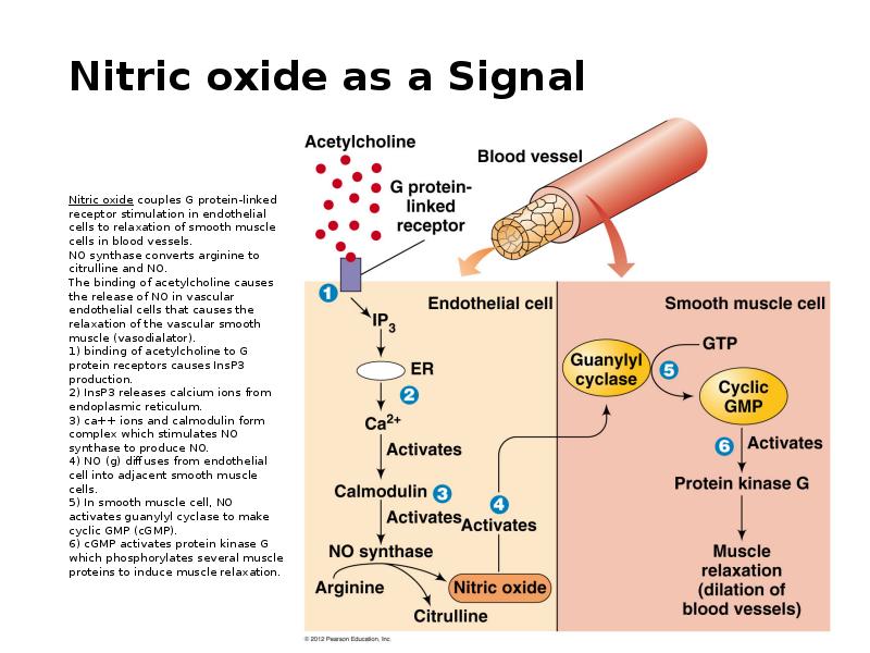 Nitric oxide as a Signal   Nitric oxide&nbsp;couples G protein-linked