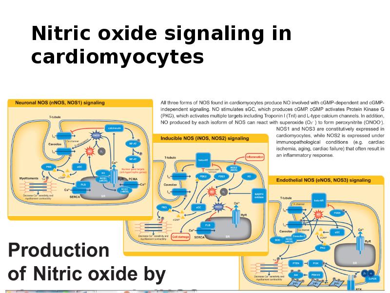 Nitric oxide signaling in cardiomyocytes