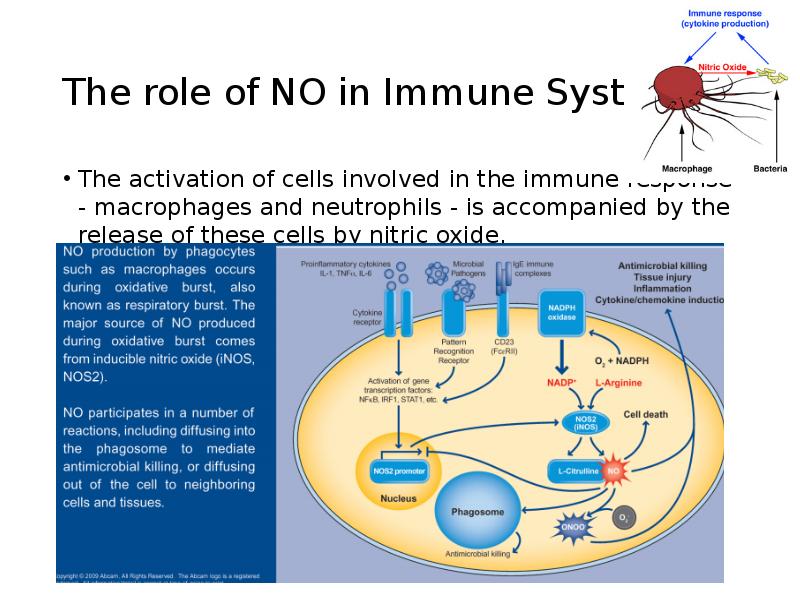 The role of NO in Immune System The activation of cells
