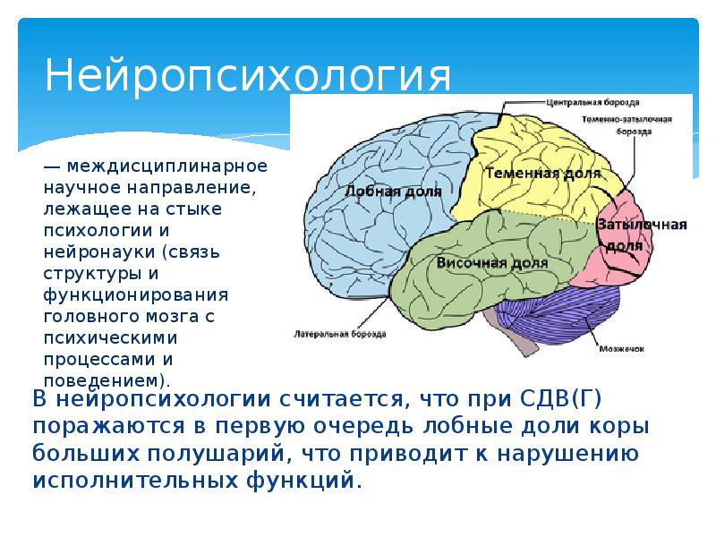 Высшие психические функции картинки