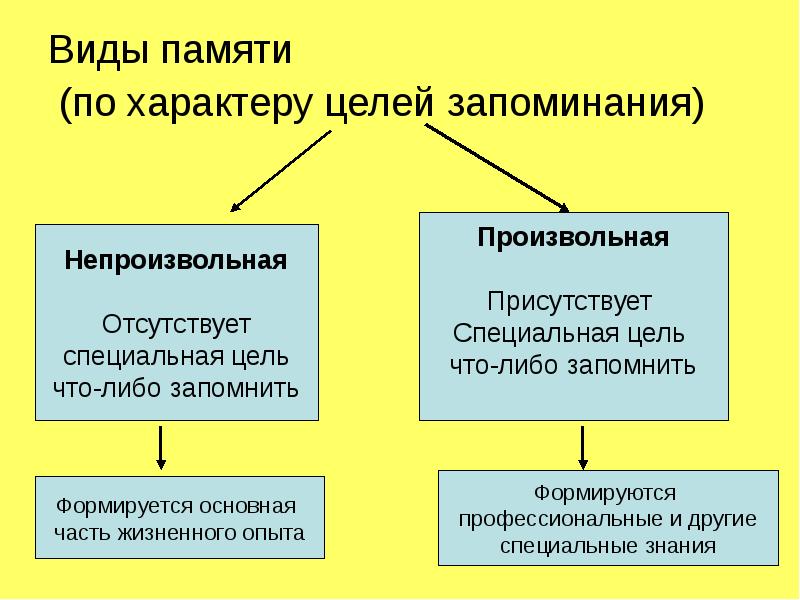 Высшая нервная деятельность фото