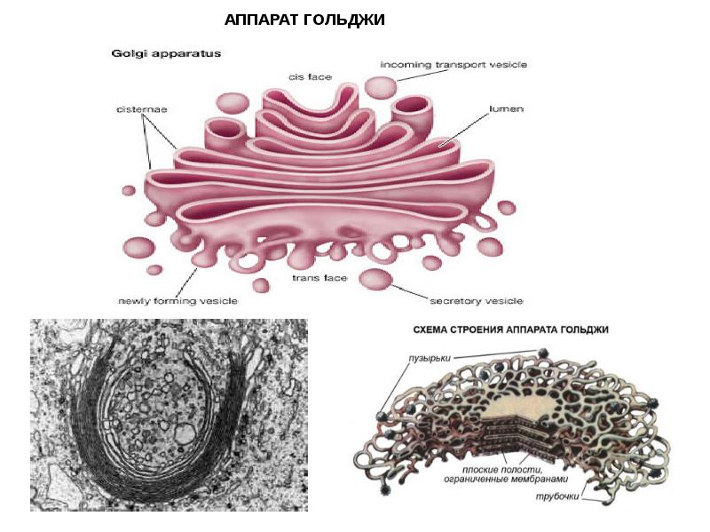 Аппарат гольджи картинка