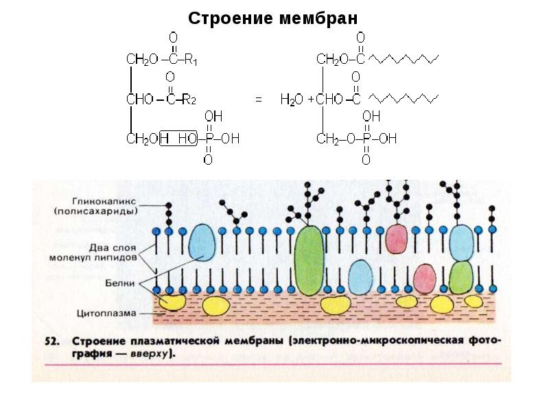 Определить напряженность поля в мембране эритроцита толщиной. Строение мембраны. Строение мембраны эритроцита. Особенности строения мембраны эритроцитов. Строение мембранного комплекса.